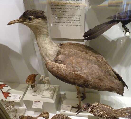 Image of Australian Bustard