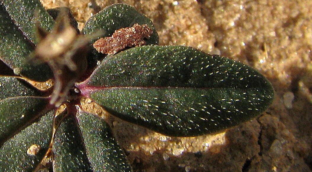 Spigelia genuflexa Popovkin & Struwe的圖片