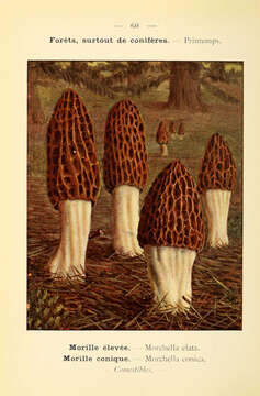 Image of Morchella elata Fr. 1822