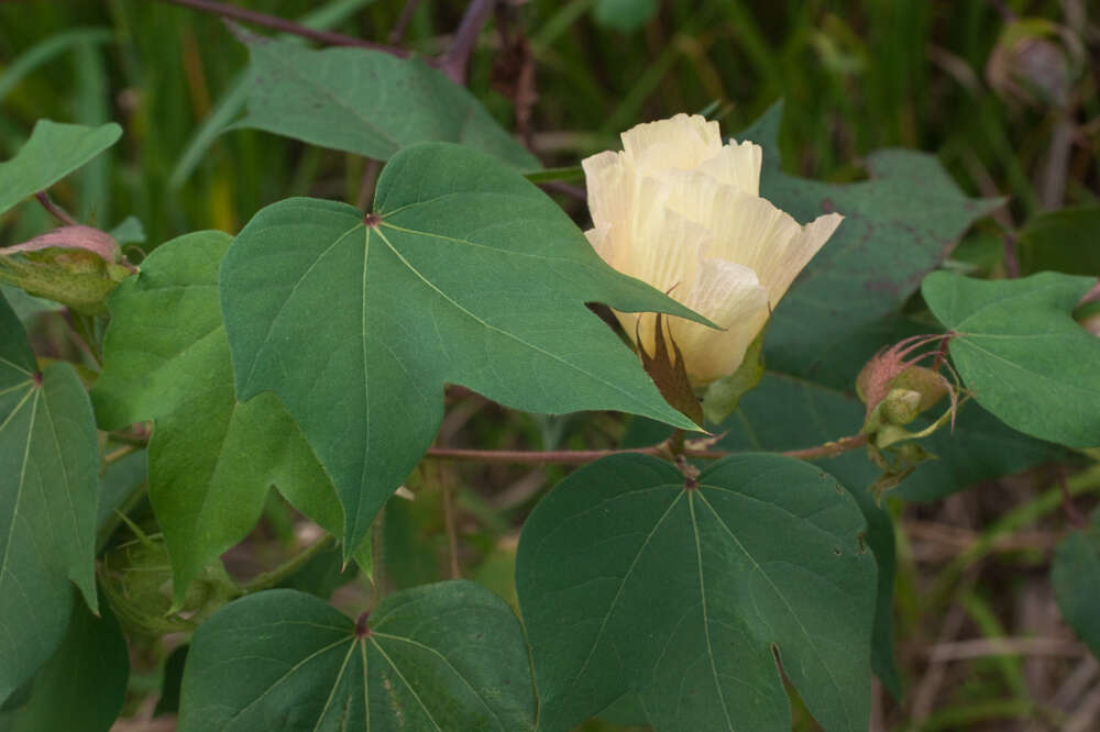 Image of upland cotton