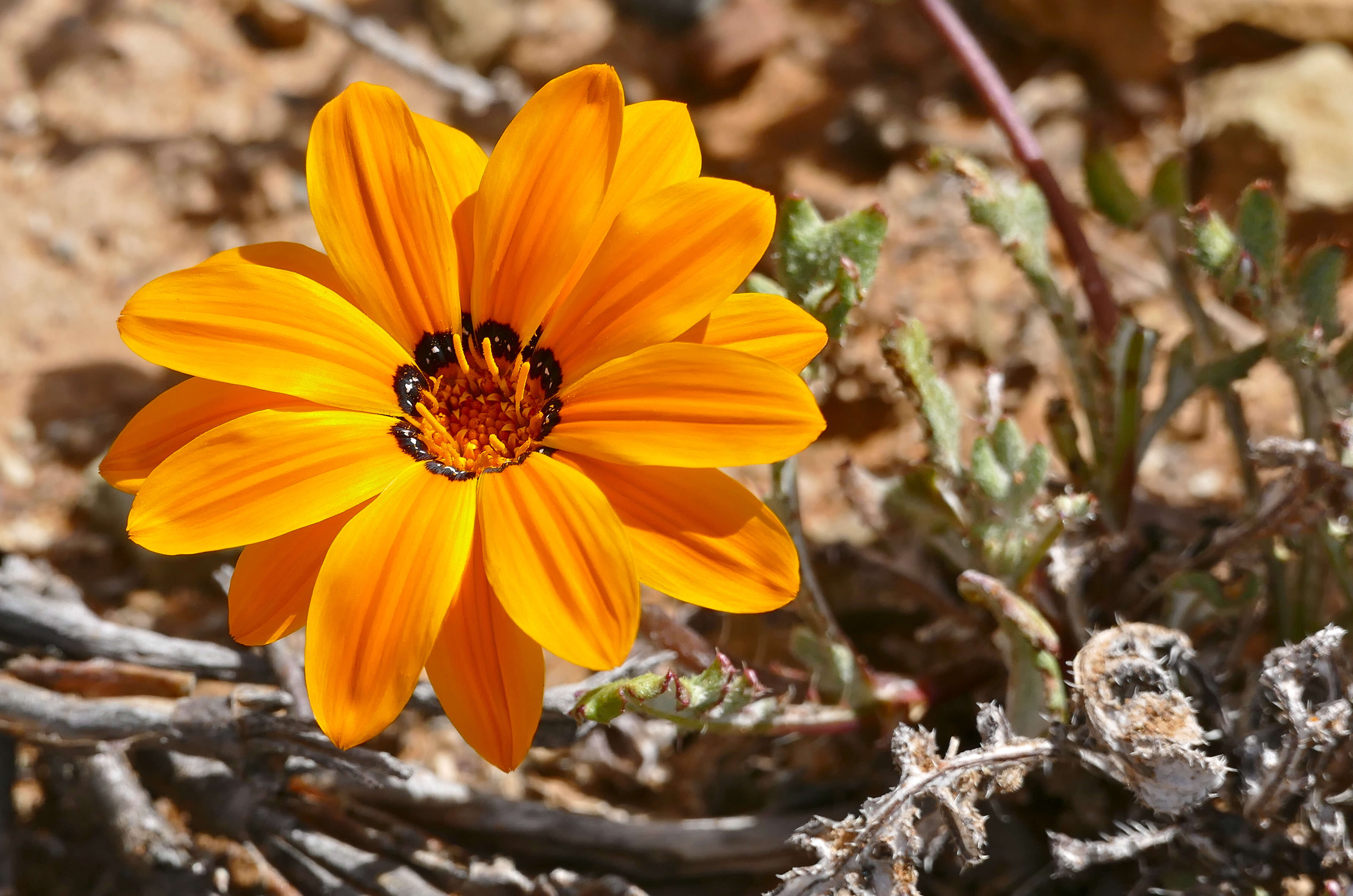 Image of Common gazania