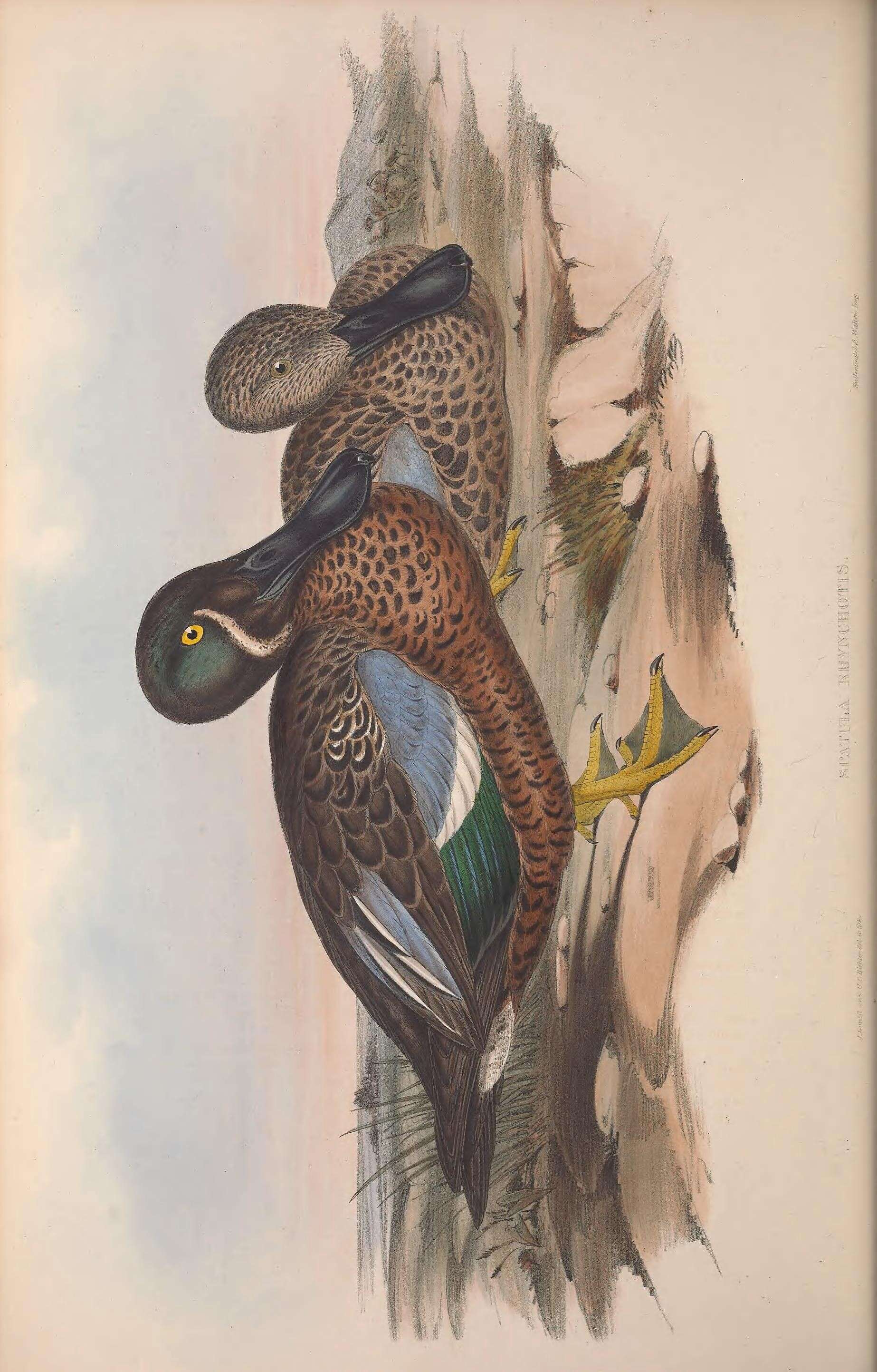 Image of Australasian Shoveler