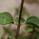 Image of Origanum elongatum (Bonnet) Emb. & Maire