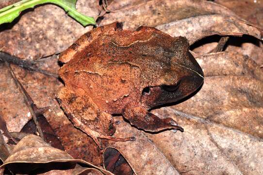 Image de Craugastor megacephalus (Cope 1875)