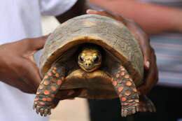 Image of Typical Tortoises