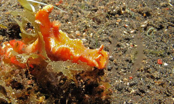 Image of Purple edged yellow spot slug