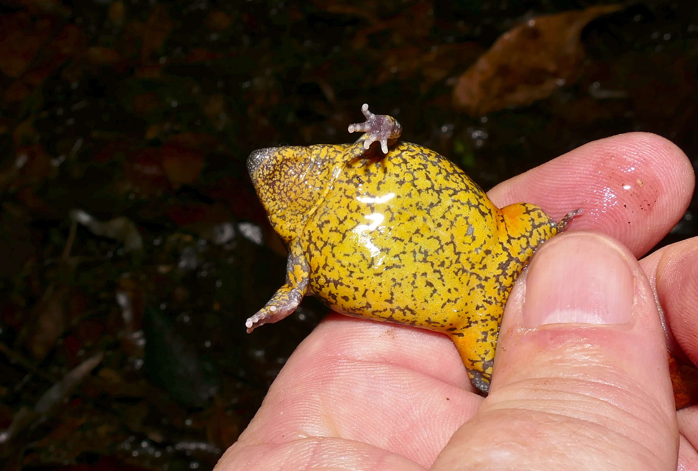 Image of Sapito Apuntado De Surinam