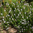 Image of Serruria brownii Meissn.