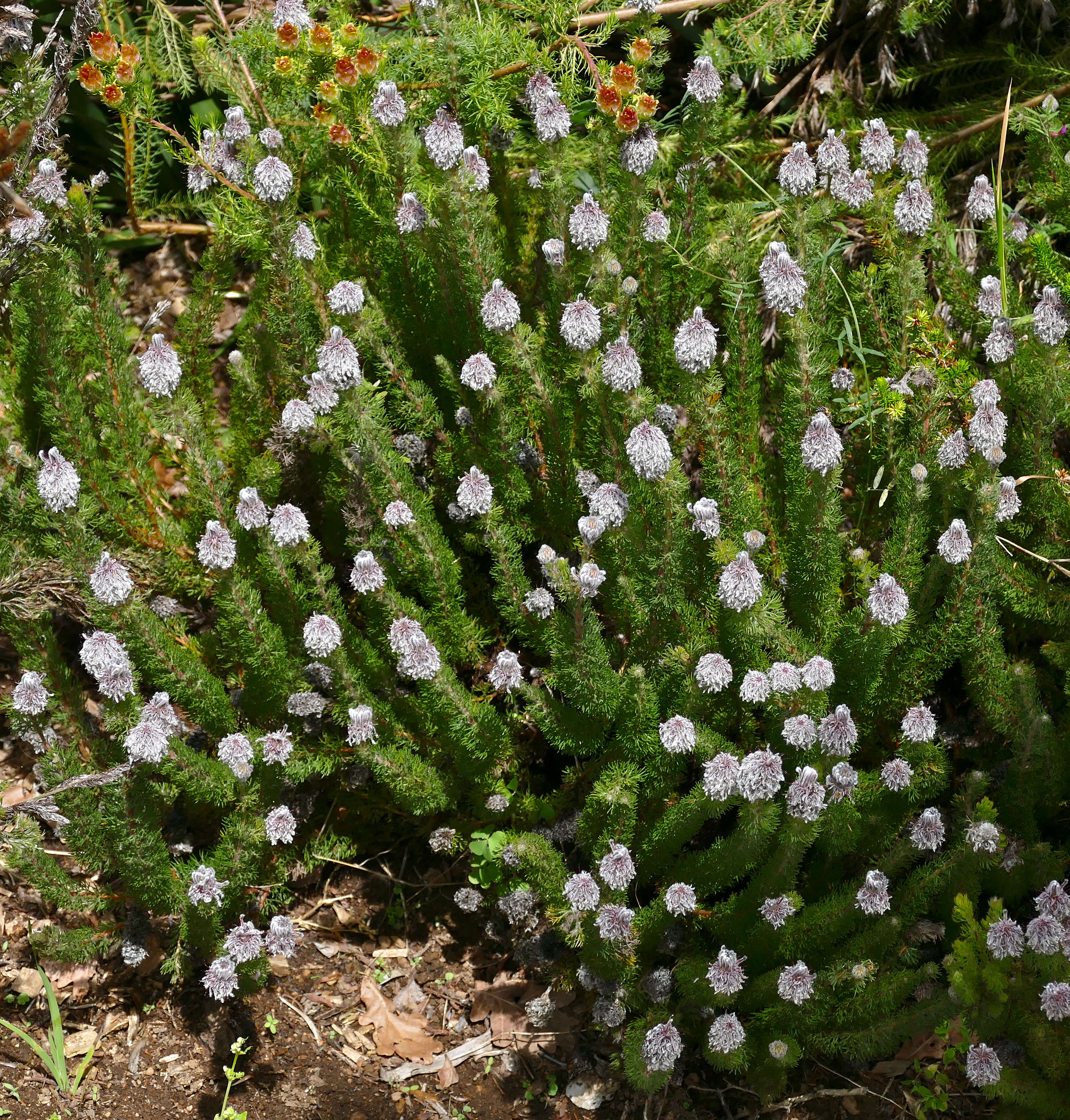 Image of Serruria brownii Meissn.