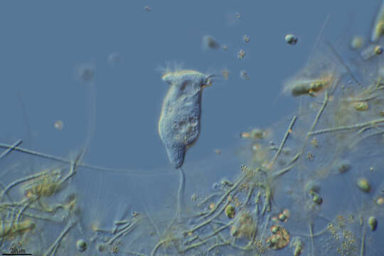 Vorticella gracilis的圖片