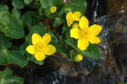 Image of yellow marsh marigold