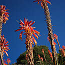 Aloe pluridens Haw. resmi