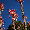 Image of Aloe pluridens Haw.