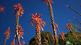 Image of Aloe pluridens Haw.