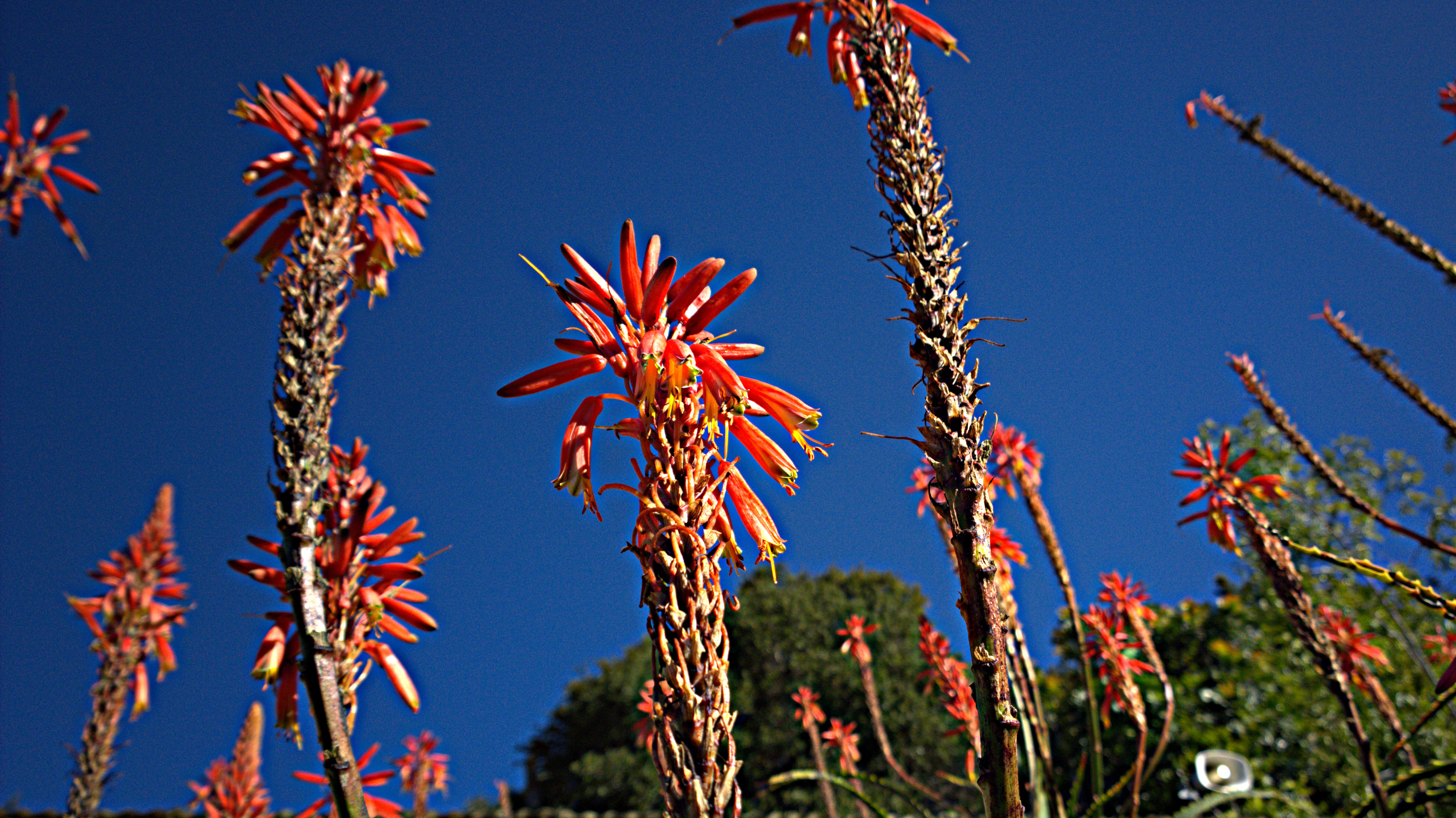 Image of Aloe pluridens Haw.