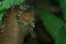 Image of seahorses