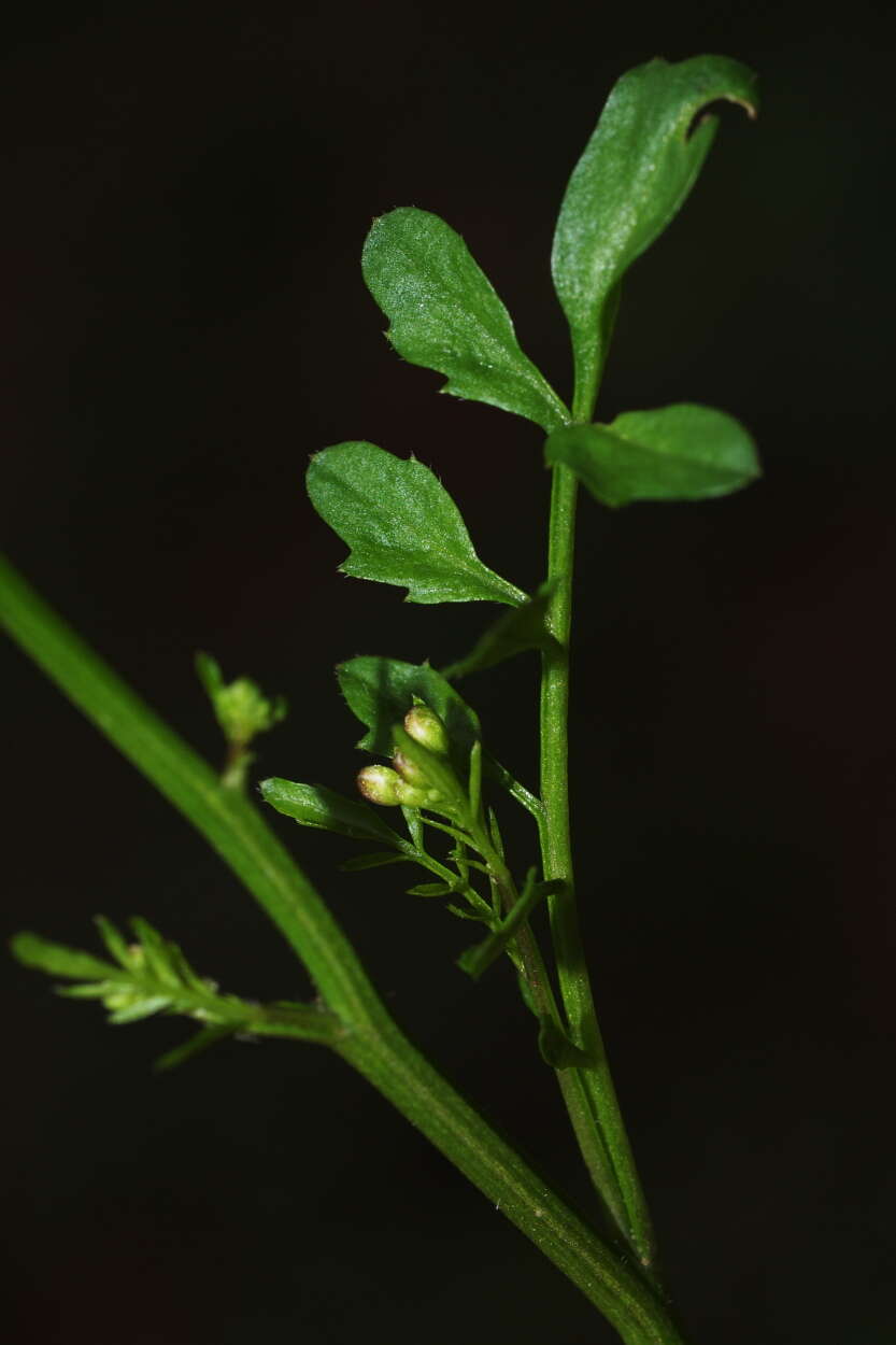 Image of bittercress