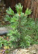 Image of Pine