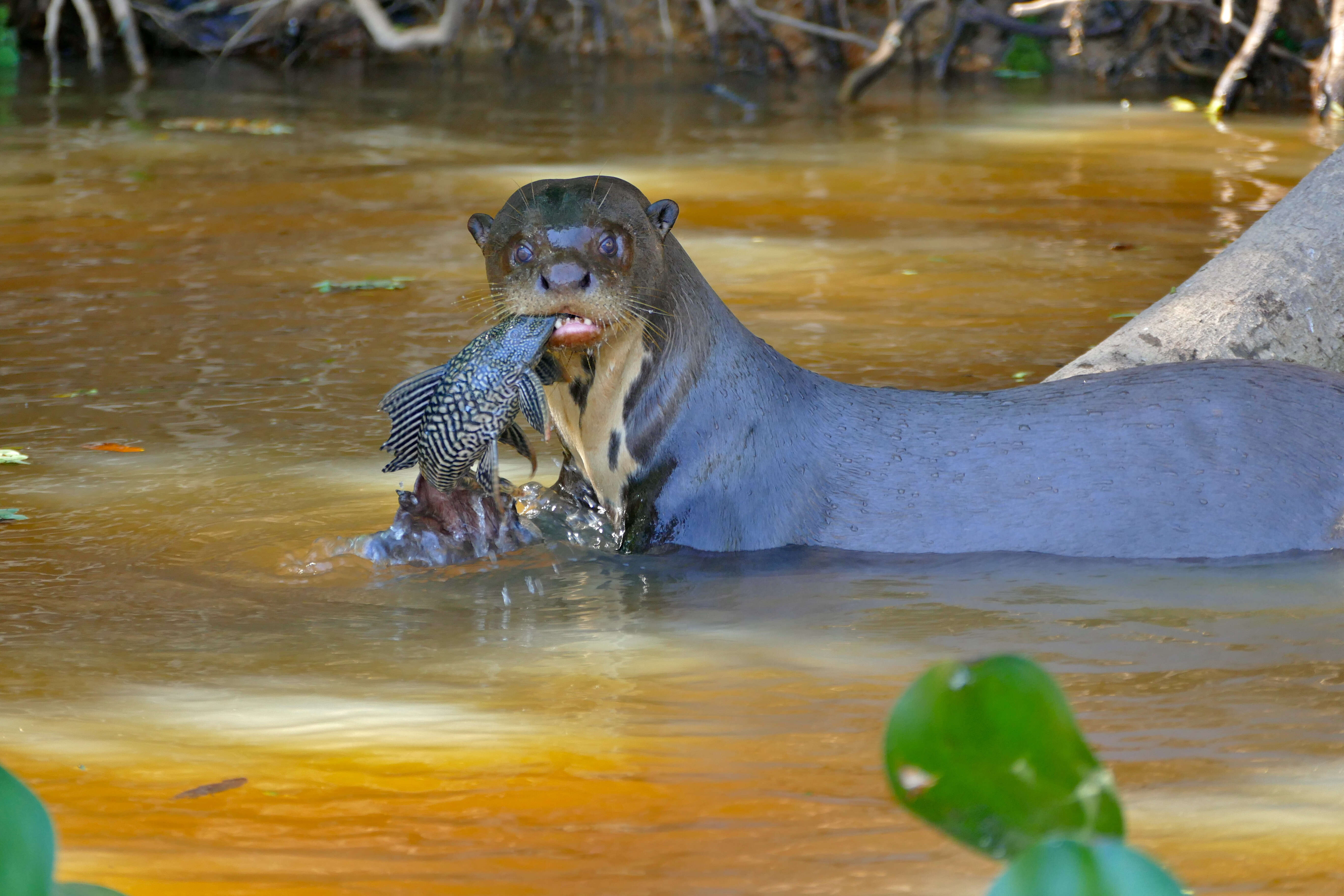 Image of giant otter