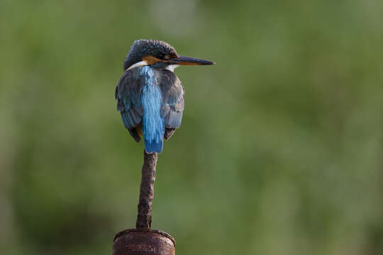 Image of Common Kingfisher