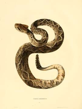 Image of Eastern Diamond-backed Rattlesnake