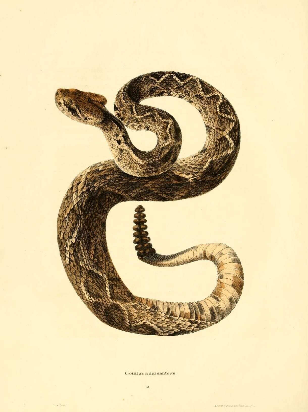 Image of Crotalus Linnaeus 1758