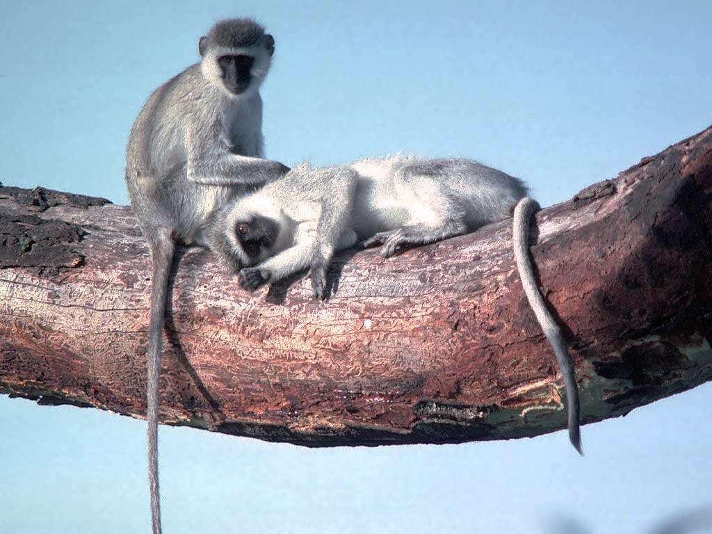 Image of Vervet Monkey