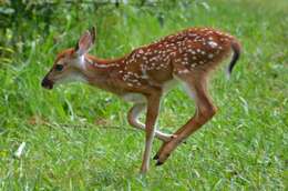 Image of mule deer and white-tailed deer