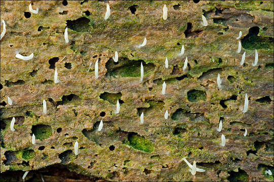 Image of Clavulinaceae