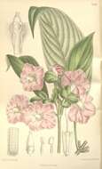 Image of Strobilanthes zeylanica T. Anders.