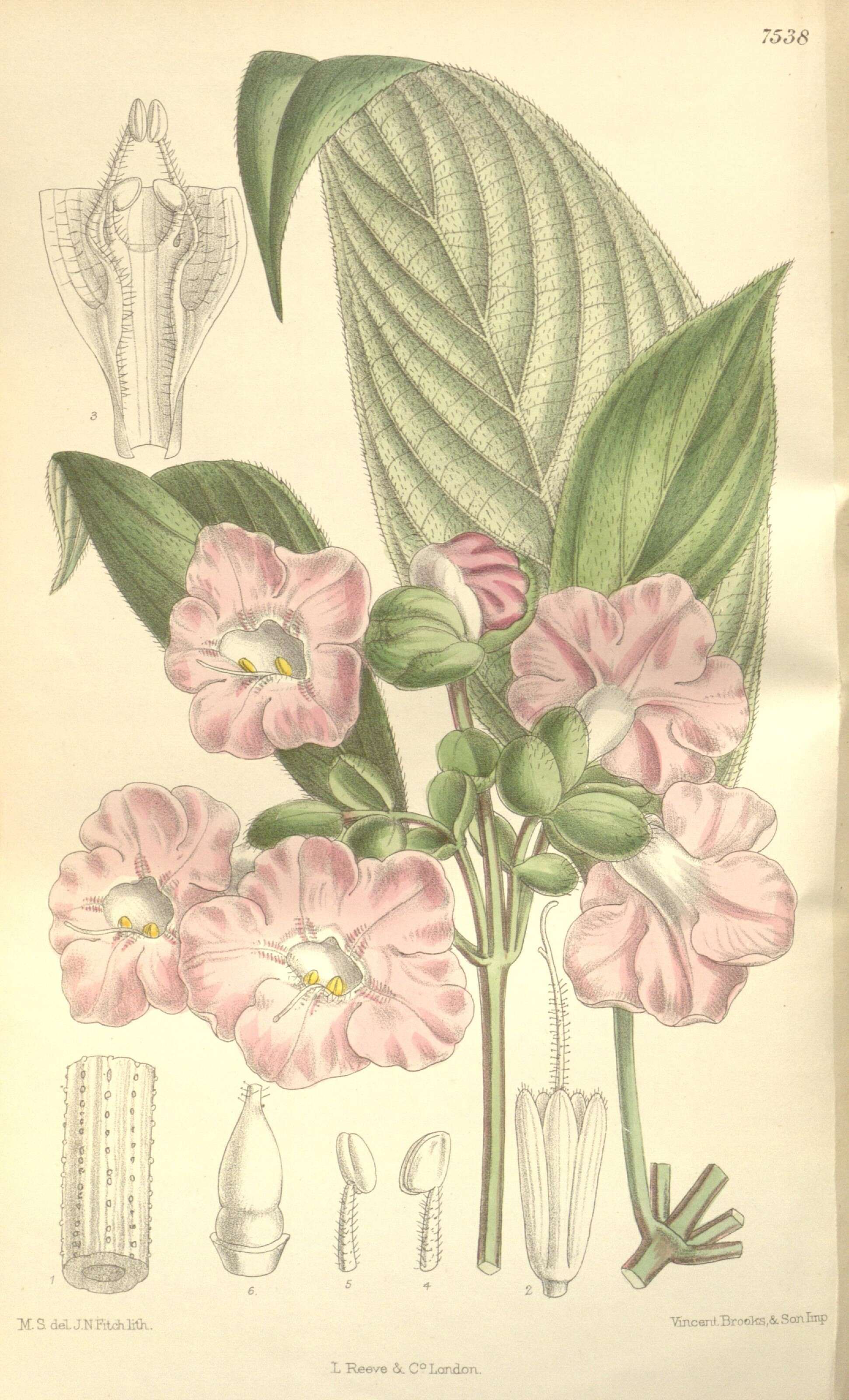 Image of Strobilanthes