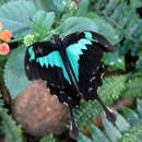 Image of Green-banded Swallowtail