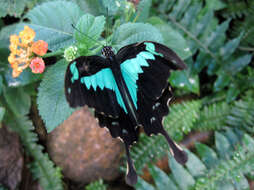 Sivun Papilio phorcas Cramer (1775) kuva
