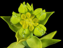 Image of Euphorbia mauritanica L.