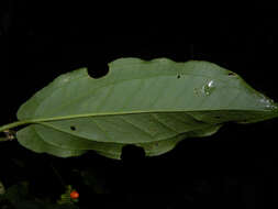 Image of Anthurium flexile Schott