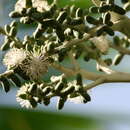 Veitchia arecina Becc. resmi