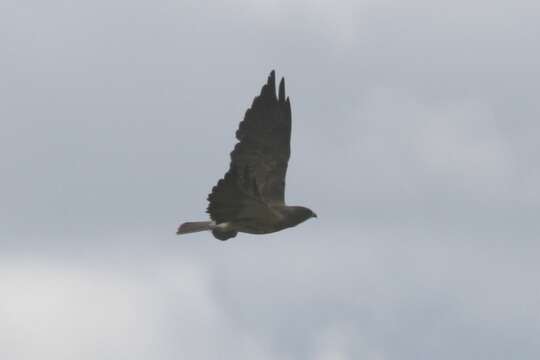 Image of Swainson's Hawk