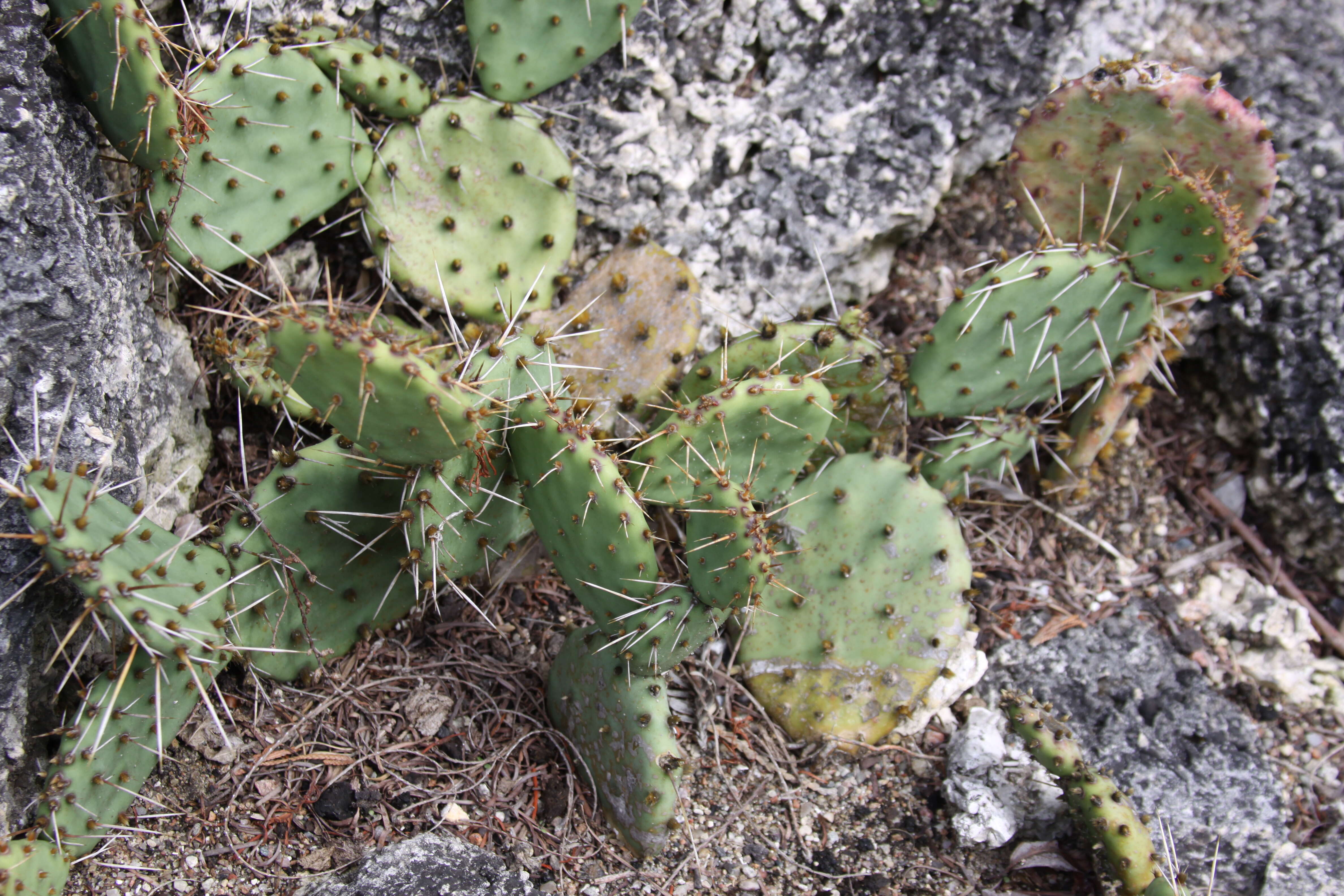 Image of twistspine pricklypear