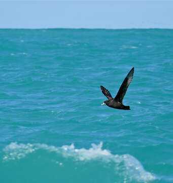 Image of White-chinned Petrel