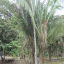 Image of cohune palm