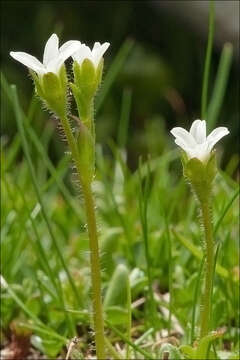 Sivun Saxifraga androsacea L. kuva