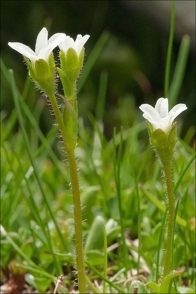 Plancia ëd Saxifraga androsacea L.