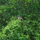 Image of Speckled Chachalaca