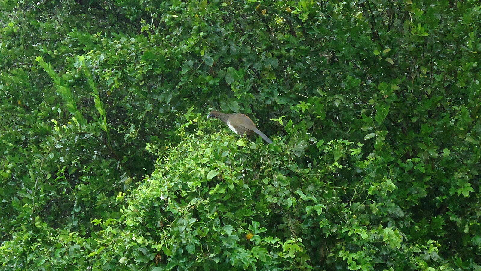 Image of Speckled Chachalaca