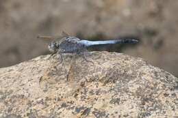 Image of Skimmers (Dragonflies)