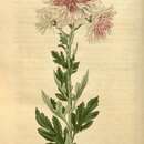 Image of Indian Chrysanthemum
