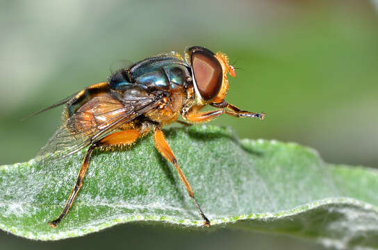 Image of Austalis copiosa (Walker 1852)