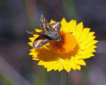 Image of Taractrocera