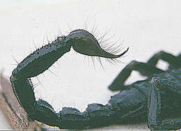 Image of Asian forest scorpion