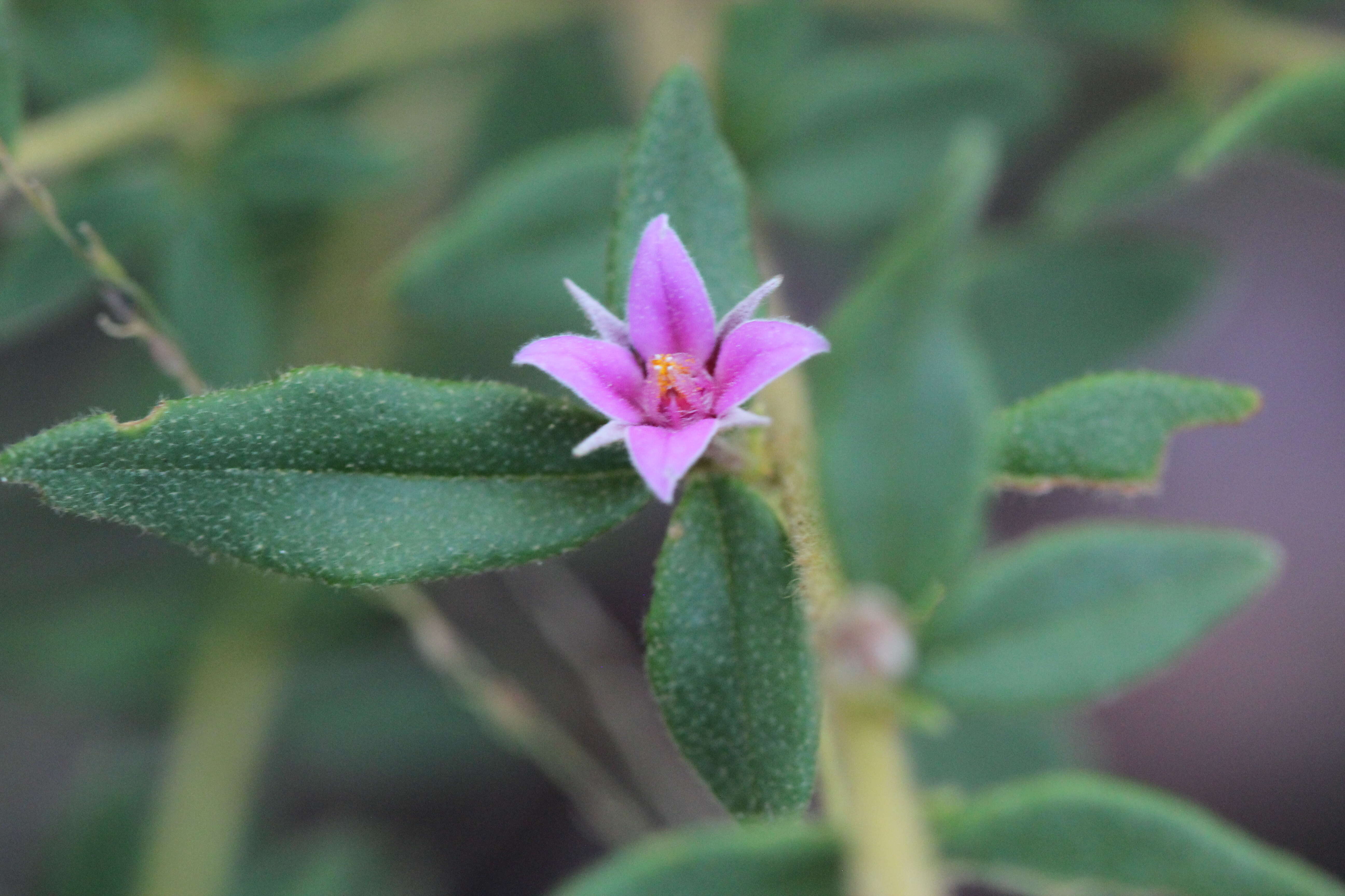 Image of Boronia obovata C. T. White